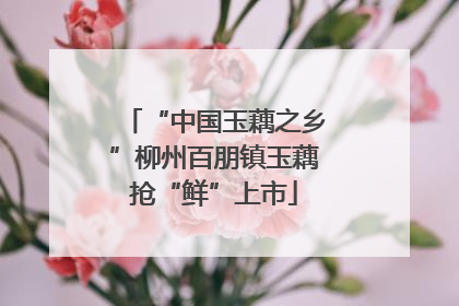 “中国玉藕之乡”柳州百朋镇玉藕抢“鲜”上市