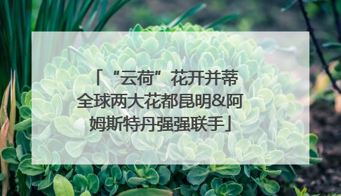 “云荷”花开并蒂 全球两大花都昆明&阿姆斯特丹强强联手