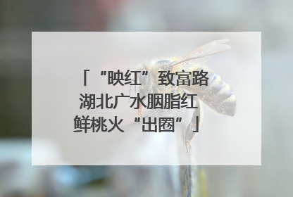 “映红”致富路 湖北广水胭脂红鲜桃火“出圈”