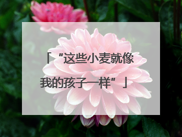 “这些小麦就像我的孩子一样”