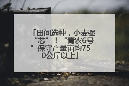 田间选种，小麦强“芯”！“青农6号”保守产量亩均750公斤以上
