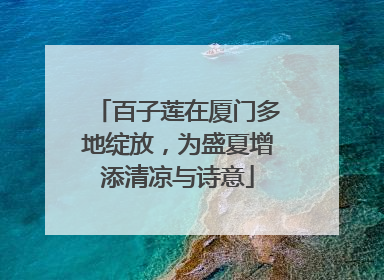 百子莲在厦门多地绽放，为盛夏增添清凉与诗意