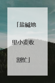 盐碱地里小麦收割忙
