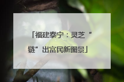 福建泰宁：灵芝“链”出富民新图景