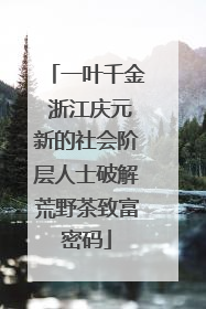一叶千金 浙江庆元新的社会阶层人士破解荒野茶致富密码