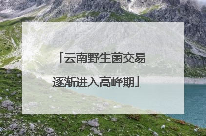 云南野生菌交易逐渐进入高峰期