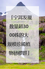 宁洱发现数量超3000株的大规模珍稀植物桫椤群