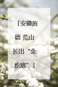 安徽旌德 荒山长出“金疙瘩”