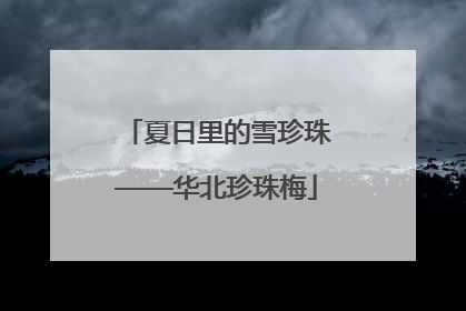 夏日里的雪珍珠——华北珍珠梅