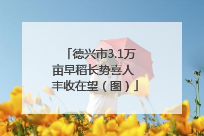德兴市3.1万亩早稻长势喜人 丰收在望（图）