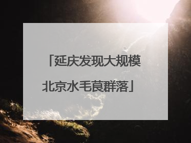 延庆发现大规模北京水毛茛群落