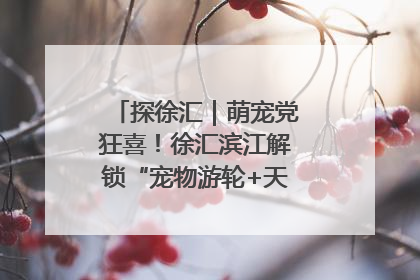 探徐汇｜萌宠党狂喜！徐汇滨江解锁“宠物游轮+天台乐园”双玩法