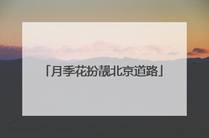月季花扮靓北京道路