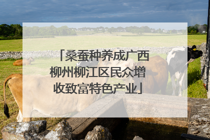 桑蚕种养成广西柳州柳江区民众增收致富特色产业