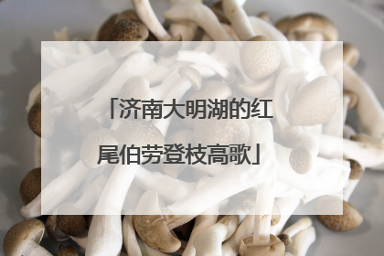 济南大明湖的红尾伯劳登枝高歌