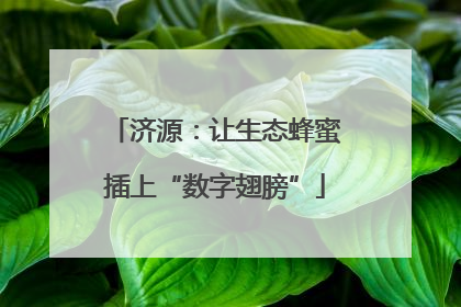 济源：让生态蜂蜜插上“数字翅膀”