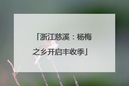 浙江慈溪：杨梅之乡开启丰收季