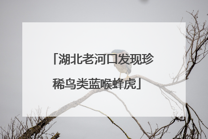 湖北老河口发现珍稀鸟类蓝喉蜂虎