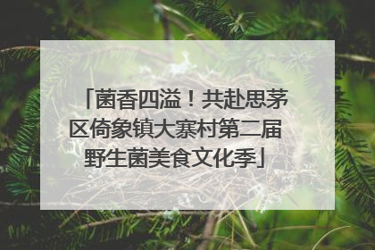 菌香四溢！共赴思茅区倚象镇大寨村第二届野生菌美食文化季