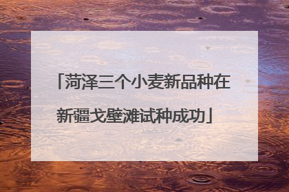 菏泽三个小麦新品种在新疆戈壁滩试种成功