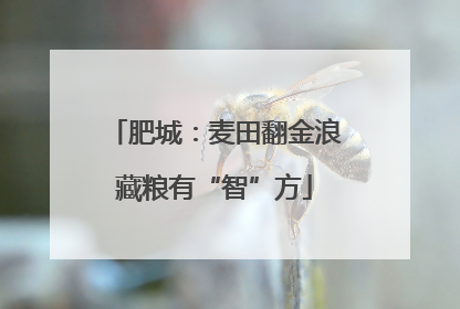 肥城：麦田翻金浪藏粮有“智”方