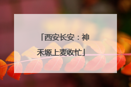 西安长安：神禾塬上麦收忙