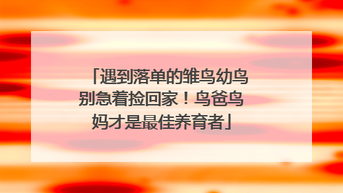 遇到落单的雏鸟幼鸟别急着捡回家！鸟爸鸟妈才是最佳养育者