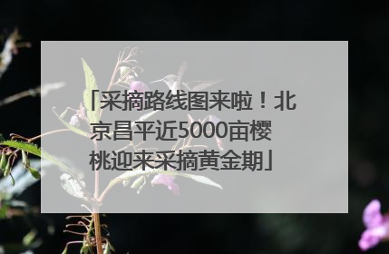 采摘路线图来啦！北京昌平近5000亩樱桃迎来采摘黄金期