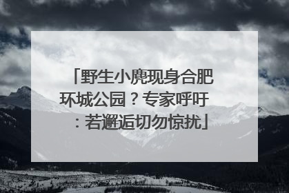 野生小麂现身合肥环城公园？专家呼吁：若邂逅切勿惊扰