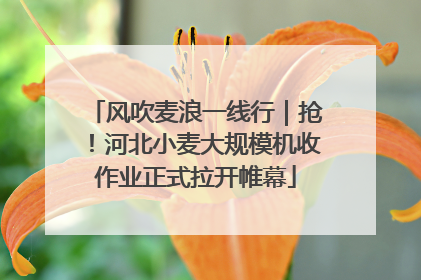 风吹麦浪一线行｜抢！河北小麦大规模机收作业正式拉开帷幕