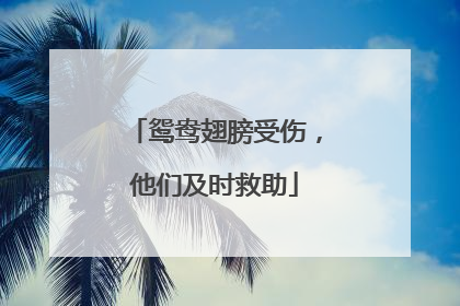 鸳鸯翅膀受伤，他们及时救助