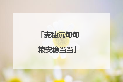 麦穗沉甸甸 粮安稳当当