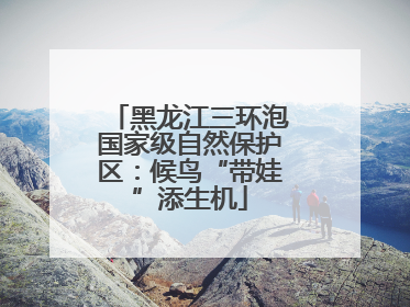 黑龙江三环泡国家级自然保护区：候鸟“带娃”添生机