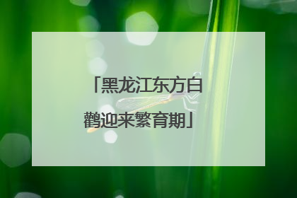 黑龙江东方白鹳迎来繁育期