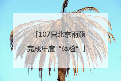 107只北京雨燕完成年度“体检”